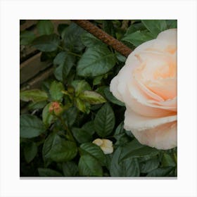 Peach Rose Canvas Print