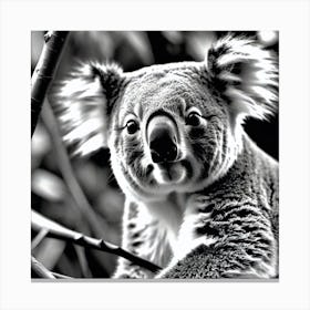 Koala 3 Canvas Print