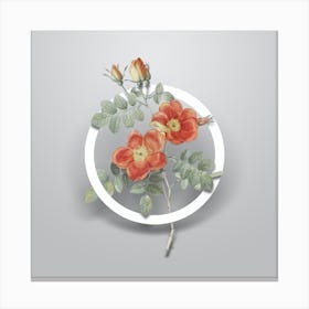 Vintage Austrian Briar Rose Minimalist Botanical Geometric Circle on Soft Gray n.0499 Canvas Print