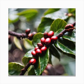 Red Coffee Berries Canvas Print