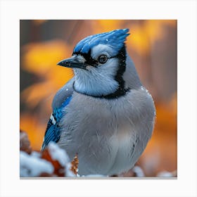 Blue Jay 2 Canvas Print