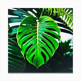 Jungles big leaf Canvas Print