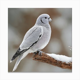 Pigeon Canvas Print