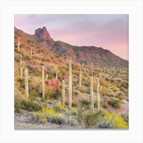 Pastel Saguaro Sunset Canvas Print