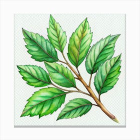 Branch Of Green Leaves With Detailed Veins 1 Canvas Print