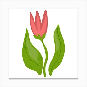 Pink Tulip Canvas Print