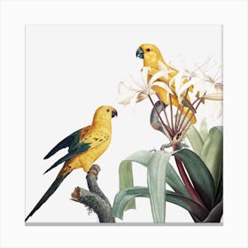 Bird Parrot Ornithology Painting Canvas Print