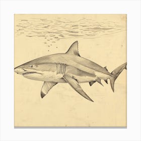 Bull Shark Vintage Illustration 4 Canvas Print