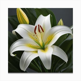 White Lily 1 Canvas Print