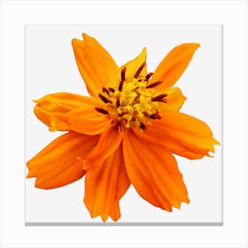 Orange Flower Canvas Print