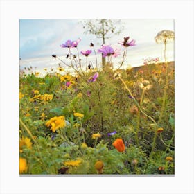 Irish Wildflowers At Sunset Canvas Print