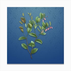 Vintage Andromeda Axillaris Bloom Botanical on Bahama Blue Pattern n.0570 Canvas Print