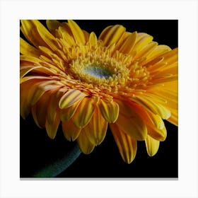 Yellow Gerbera Canvas Print