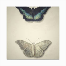 Two Butterflies Canvas Print