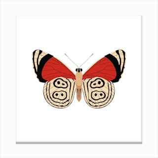 Tiger Moth Square Canvas Print