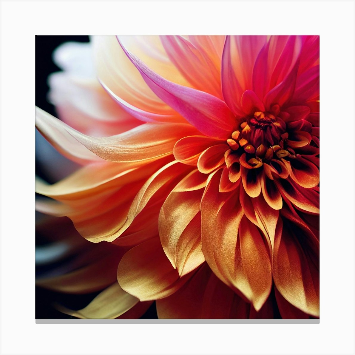 Dahlia 2 Canvas Print by Aloke Design
