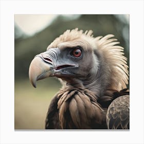 Ai Close up Portrait Of Vulture Canvas Print