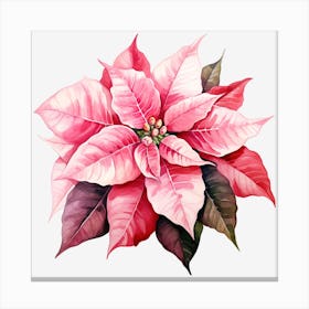 Poinsettia 28 Canvas Print