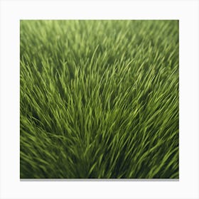 Grass Background 45 Canvas Print