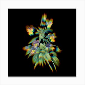 Prism Shift Johnny Jump Up Viola tricolor Botanical Illustration on Black n.0022 Canvas Print
