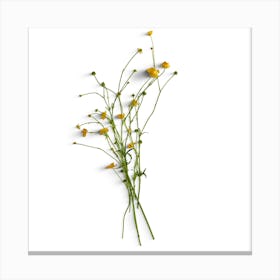 Yellow Wildflowers Canvas Print