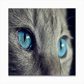 Close Up Of A Cat With Blue Eyes Canvas Print