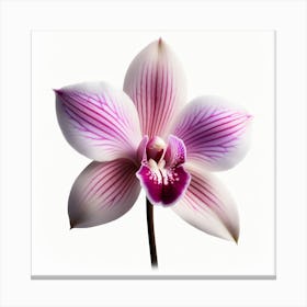 Dendrobium Orchid 2 Canvas Print