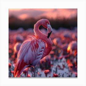 Pink Flamingo At Sunset 1 Canvas Print