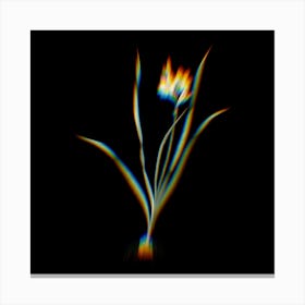 Prism Shift Gladiolus Lineatus Botanical Illustration on Black n.0054 Canvas Print