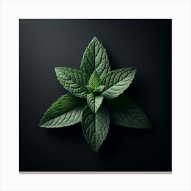 Mint Leaf On Black Background Canvas Print