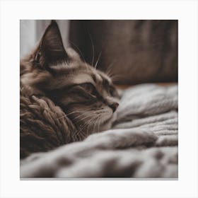Cat Laying On A Blanket Canvas Print