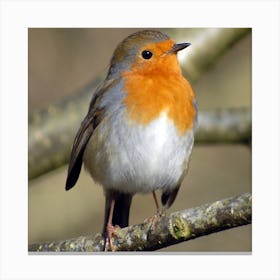 robin bird Canvas Print