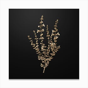 Gold Botanical Cat Thyme Plant on Wrought Iron Black n.1548 Canvas Print
