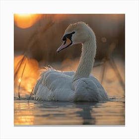 Sunset Swan Canvas Print