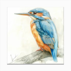 Kingfisher Canvas Print