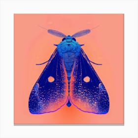 Blue Moth Canvas Print