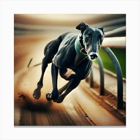 Greyhound Running On The Track Canvas Print