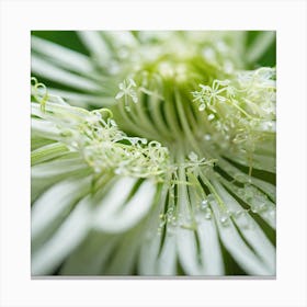 White Flower With Water Droplets Canvas Print