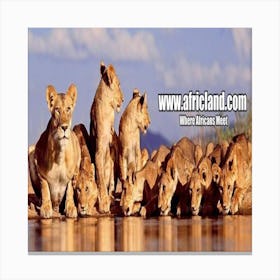 Lions At The Waterhole Canvas Print