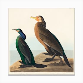 Violet Green Cormorant, Birds Of America, John James Audubon Canvas Print