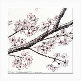 Cherry Blossoms 1 Canvas Print