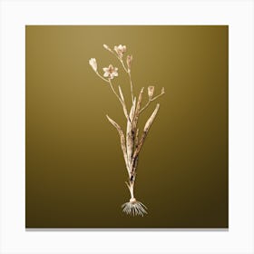 Gold Botanical Ixia Bulbifera on Dune Yellow n.0761 Canvas Print