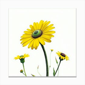 Yellow Daisies 2 Canvas Print