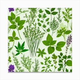 Set Of Herbs Canvas Print