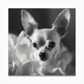 Chihuahua 1 Canvas Print