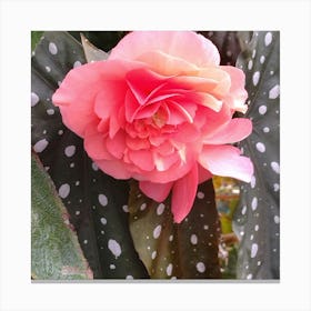 Pink Flower With Polka Dots Canvas Print