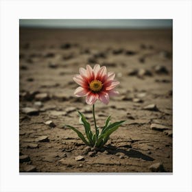 Flower In The Desert 1 Canvas Print