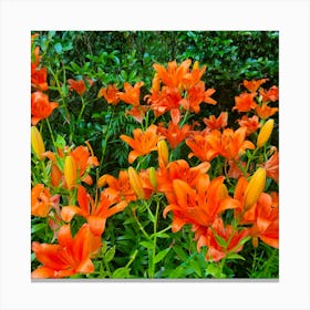 Orange Lily Canvas Print