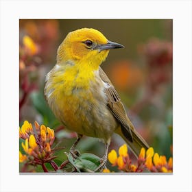 Yellow Warbler 1 Canvas Print