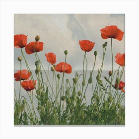 Poppies 85 Canvas Print